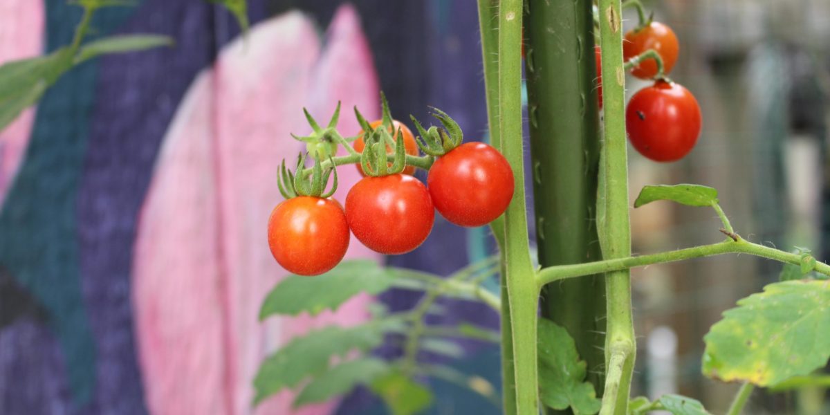 Vegetables & Other Edibles - Piedmont Spring Gardening Series