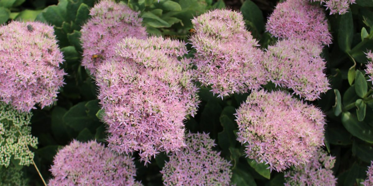 Herbaceous Ornamentals - Piedmont Spring Gardening Series