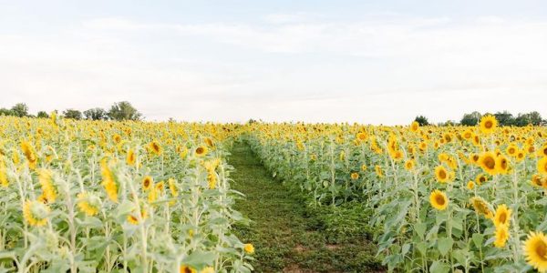 fields